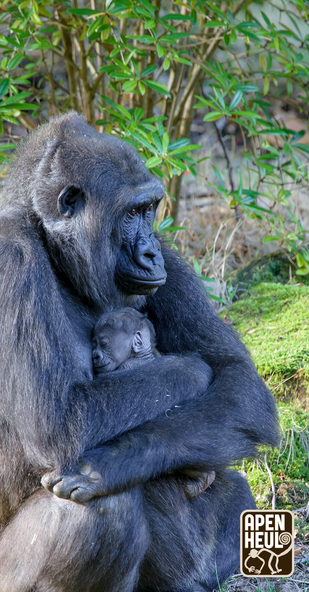 Vannacht is een gorillababy geboren! 😍 Zilverrug Banjoko, die afgelopen december naar Apenheul verhuisde, is voor het eerst vader geworden. Ook voor moeder M'Fugaji is het haar eerste baby. Met wie kom jij snel op babybezoek?
#babynieuws #baby #geboorte #hoera #gorilla #apenheul