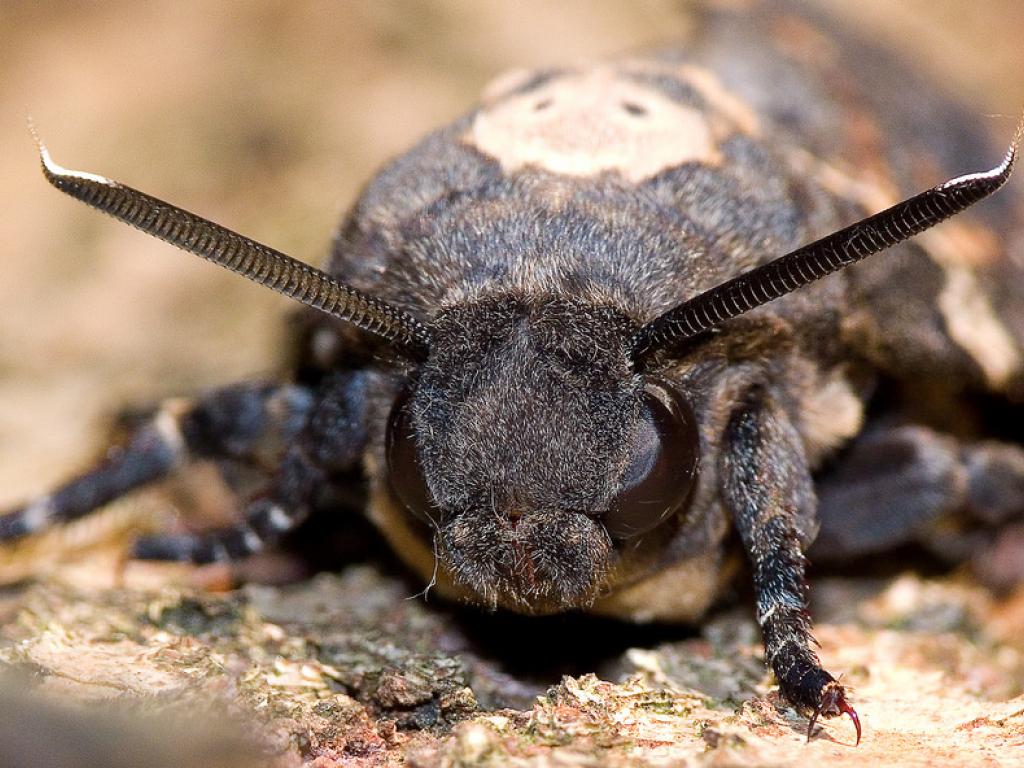 Butterfly Conservation π¦ (@savebutterflies) on Twitter photo The Death's-head Hawk-moth (Acherontia atropos) is a spooky icon and our species of the month β¨
Learn all about this gothic moth in our blog π
butterfly-conservation.org/news-and-blog/β¦
π·: Ervin Szombathelyi, Adam Gor
#MothMonday #MothsMatter The Death's-head Hawk-moth (Acherontia atropos) is a spooky icon and our species of the month β¨
Learn all about this gothic moth in our blog π
butterfly-conservation.org/news-and-blog/β¦
π·: Ervin Szombathelyi, Adam Gor
#MothMonday #MothsMatter
