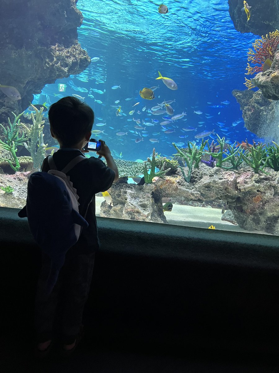 ds_ringo's tweet photo. 早く年パス買った方がいいくらい水族館に行ってる〜🐳
この日はアシカのトレーニングを20分くらいずっと真剣に見てました👶🏻💖
2歳の頃行った時とは比べ物にならないくらい集中してじっくり見れて楽しかったなあ〜🥰とっても成長🎶
2枚目📸は👶🏻です！

#りんごの休日
#いつも遊んでくれてありがとう https://t.co/9EI4QHJfnf