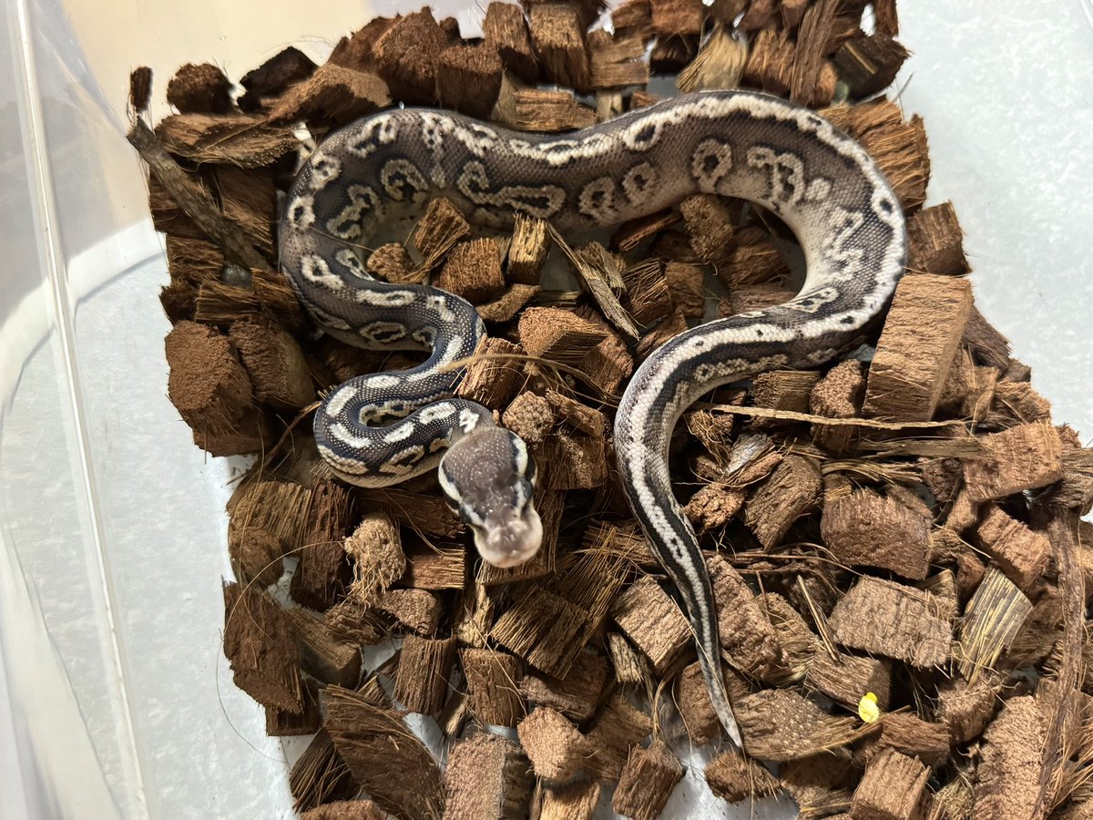 R&M Reptiles tweet media