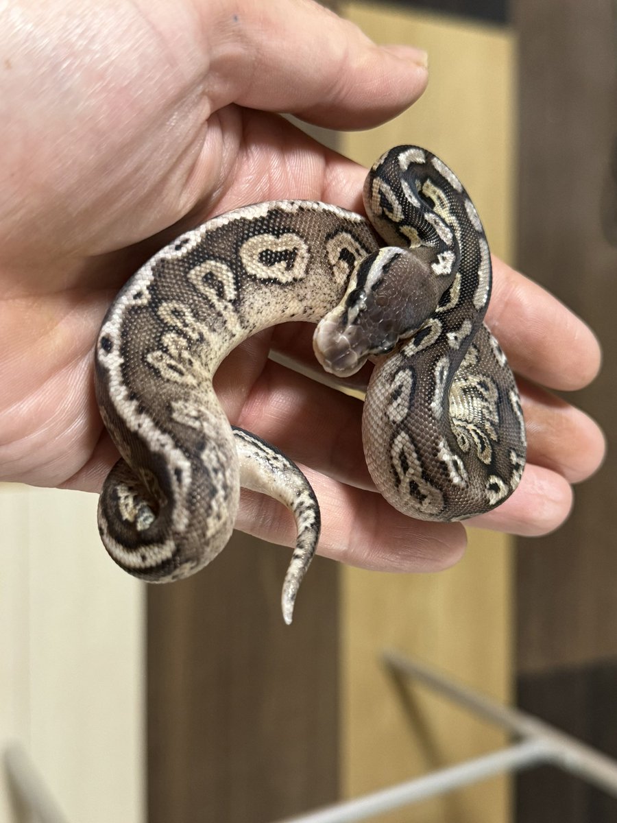 R&M Reptiles tweet media
