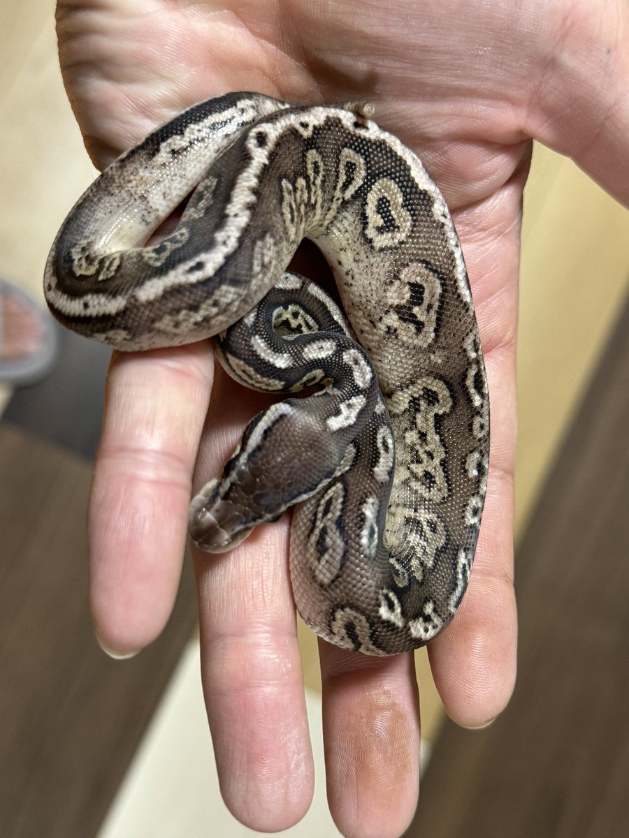 R&M Reptiles tweet media