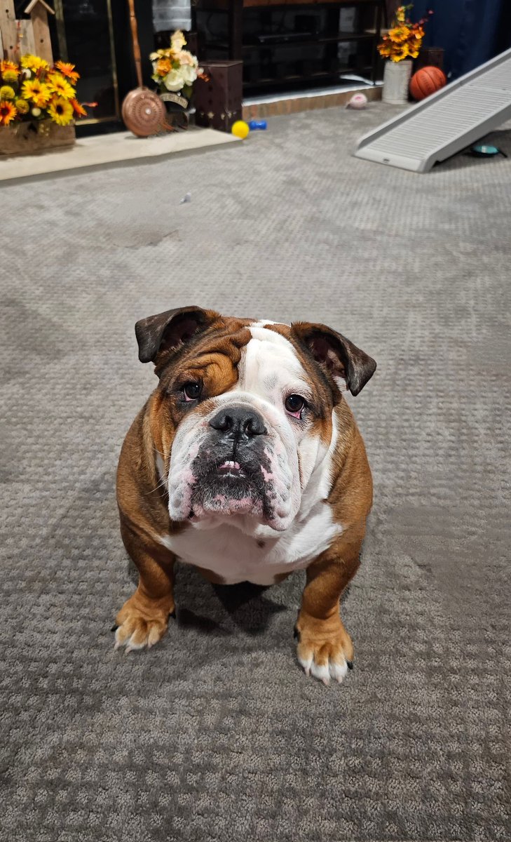 Rufus is 2 today. HAPPY BIRTHDAY, RUFUS!!!