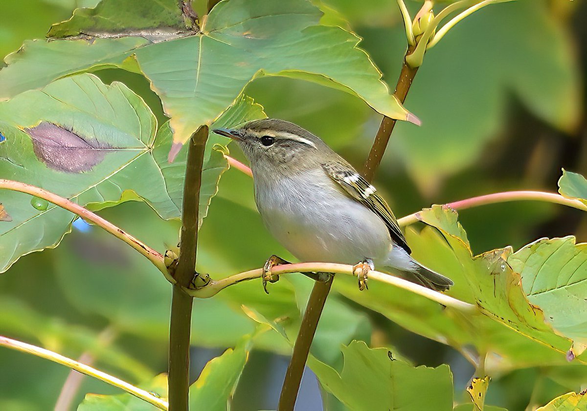 Dennis Morrison tweet media