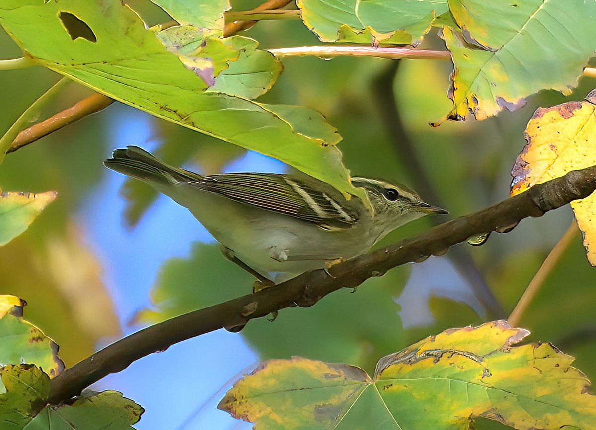 Dennis Morrison (@denmor77) on Twitter photo Yellow-browed Warbler near Penicuik this morning, nearby to Glencorse Kennels. I believe this is the 1st record for Midlothian unless anyone can tell me differently <a href="/birdinglothian/">Birding Lothian</a> Yellow-browed Warbler near Penicuik this morning, nearby to Glencorse Kennels. I believe this is the 1st record for Midlothian unless anyone can tell me differently <a href="/birdinglothian/">Birding Lothian</a>