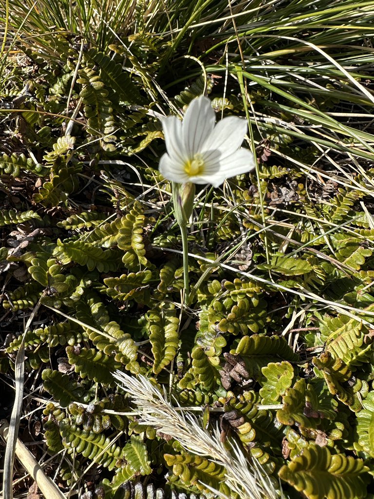 First Pale Maiden for me 😁 The Falkland Islands national flower. At the Murrel River #falklands #falklandislands #falklandsnature