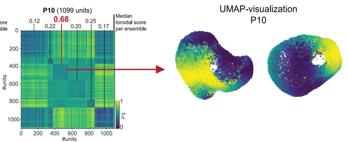 JCarpenter___'s tweet image. Come check out Moser group posters today at SFN!! ❤️We have: NPX, mini2P, recordings across HPC-EC circuit, remapping, ontogeny of torus, sweeps, all-optical stim, time coding, grid cell hot spot maps, LEC, RSC, SUB &amp;amp; minute scale oscillations!

8:00 AM-12:00 PM 

190.01-190.11