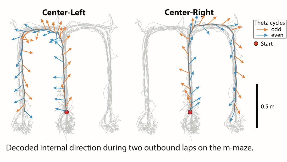 JCarpenter___'s tweet image. Come check out Moser group posters today at SFN!! ❤️We have: NPX, mini2P, recordings across HPC-EC circuit, remapping, ontogeny of torus, sweeps, all-optical stim, time coding, grid cell hot spot maps, LEC, RSC, SUB &amp;amp; minute scale oscillations!

8:00 AM-12:00 PM 

190.01-190.11