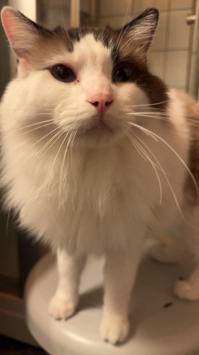 adptcs's tweet image. Hi 
Twitch.tv/adptcs