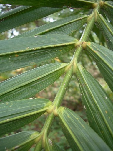 HerbalistChief's tweet image. Palm tree leaves treat

🌿Hypertension 
🌿Rheumatism 
🌿Stomach ulcer
🌿Liver damage
🌿Cancer
🌿Candidiasis 
🌿Body itchiness 
🌿High cholesterol 
🌿Diabetes
🌿Low immunity 

Use two tablespoons of dried powdered leaves as tea twice daily. Nature heals.