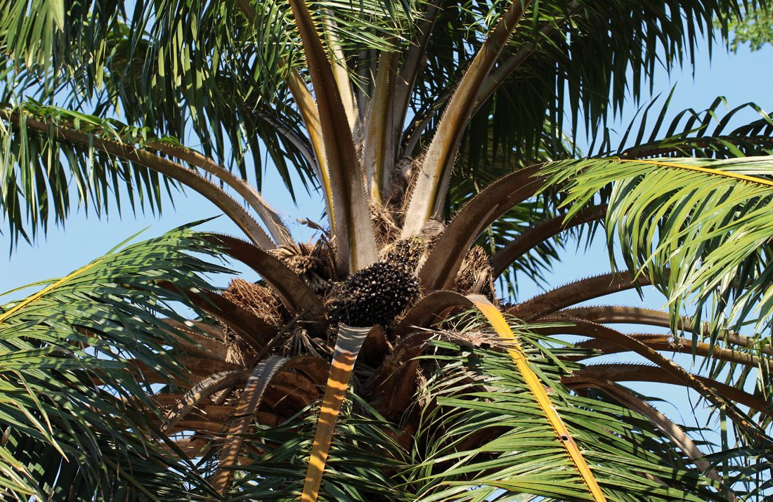 HerbalistChief's tweet image. Palm tree leaves treat

🌿Hypertension 
🌿Rheumatism 
🌿Stomach ulcer
🌿Liver damage
🌿Cancer
🌿Candidiasis 
🌿Body itchiness 
🌿High cholesterol 
🌿Diabetes
🌿Low immunity 

Use two tablespoons of dried powdered leaves as tea twice daily. Nature heals.