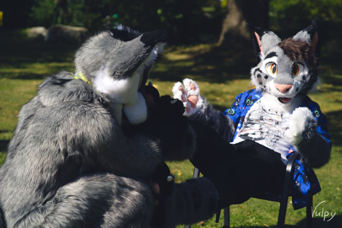 He dug his snout in so deeep 🐾
#FursuitFriday 

🐺 - <a href="/memoarichiku/">Memo-ari</a> 
😼 - <a href="/Toanir419/">Toanir RySkaa</a>