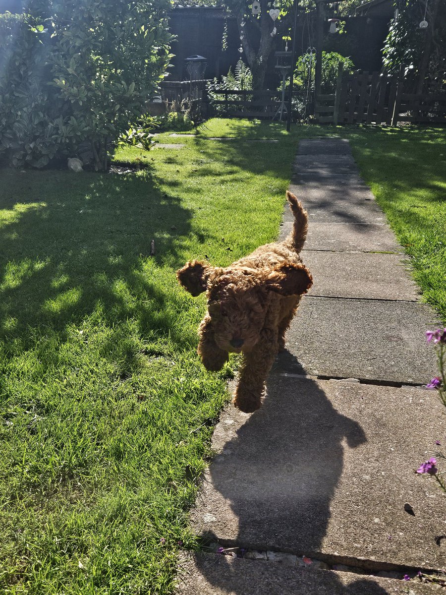 Anita11578064's tweet image. Angus playing fetch 😄
He&apos;s so cute 🫠 #puppypower 🥰