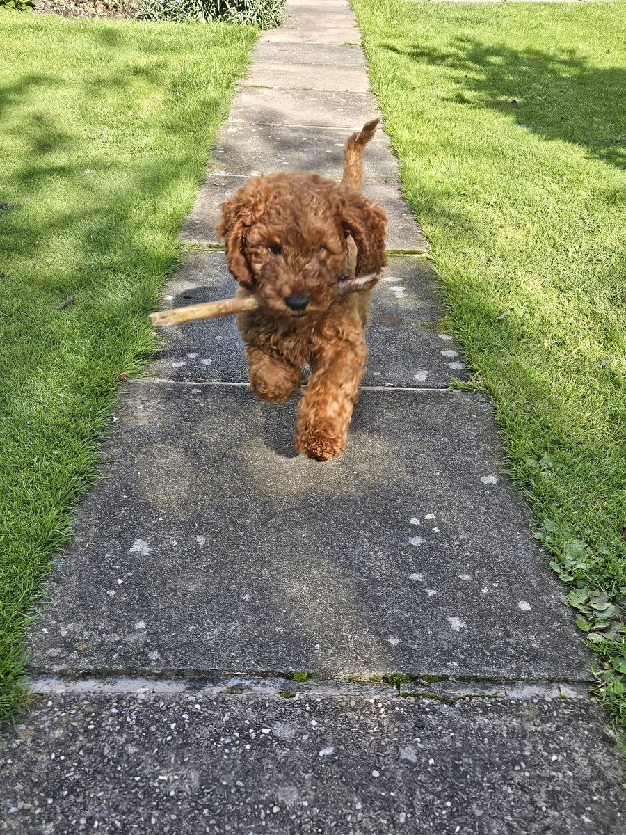 Anita11578064's tweet image. Angus playing fetch 😄
He&apos;s so cute 🫠 #puppypower 🥰