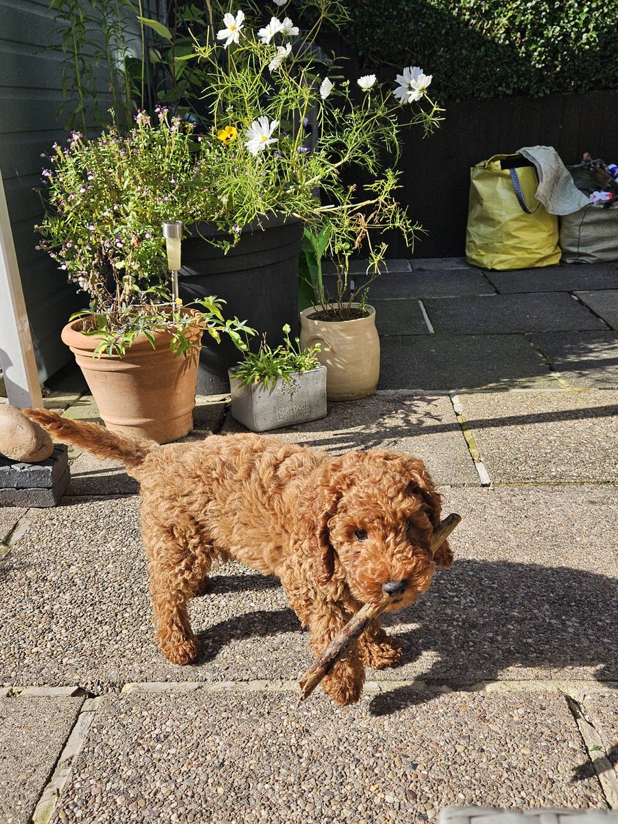 Anita11578064's tweet image. Angus playing fetch 😄
He&apos;s so cute 🫠 #puppypower 🥰