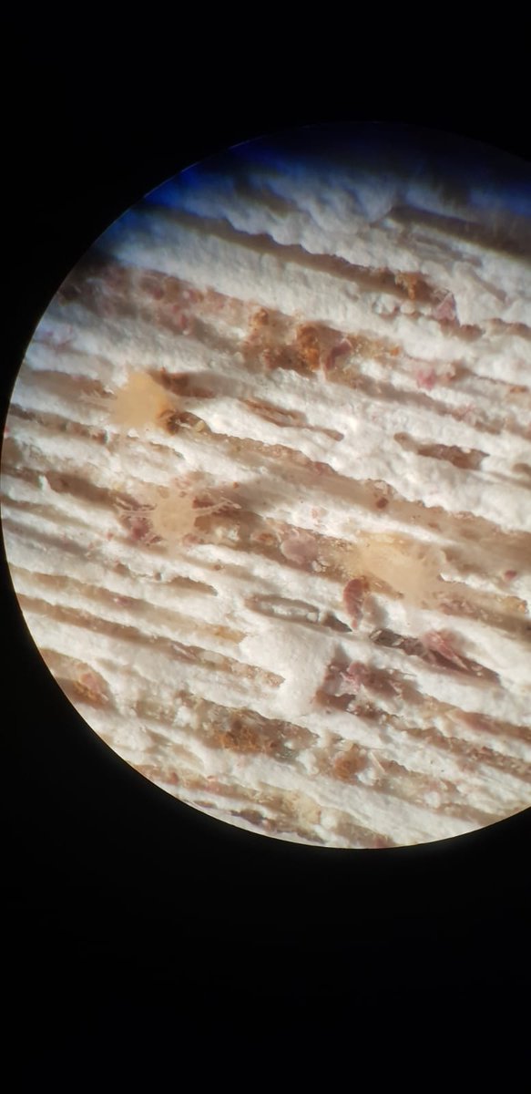 Successful settlement of pink sea fan larvae for Kaila Wheatley Kornblum with <a href="/AquariumCurator/">Dr Jamie Craggs</a> and the team at the Horniman Museum aquarium: three perfect early stage fans - just a single polyp each at this stage - first time we have observed this in this temperate coral species.