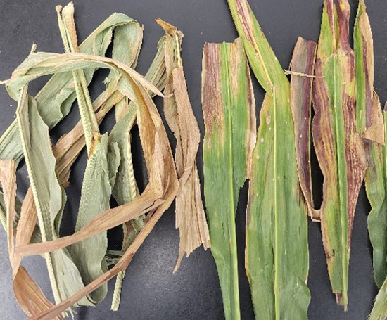 📷 Corn stunt spiroplasma has been confirmed in 26 Kansas counties! 📷 Active corn leafhoppers are spreading this disease across the state. Learn more about symptoms and distribution and how to sample them in this K-State Agronomy eUpdate. eupdate.agronomy.ksu.edu/article/corn-s…
#KSCorn