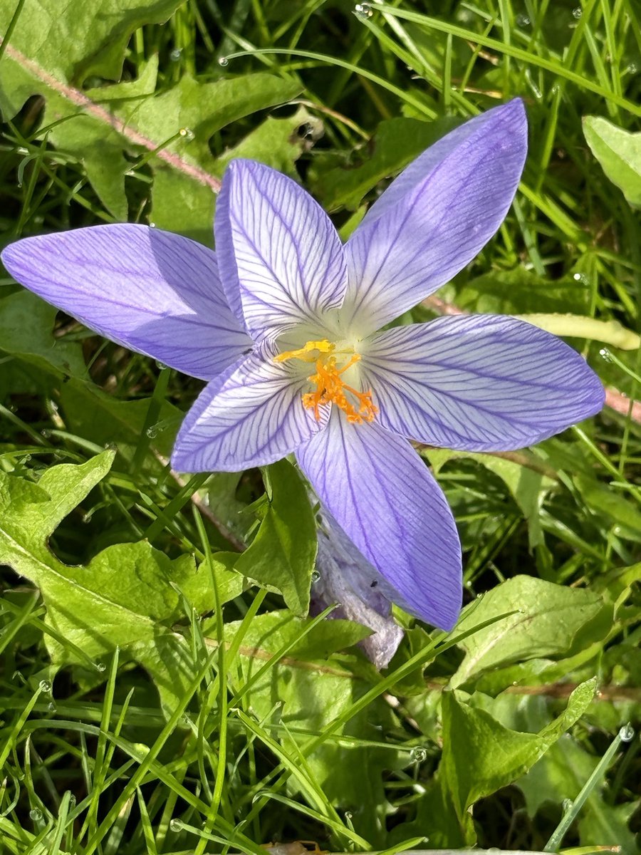 De Cyclamen hederifolium en de Crocus speciosus (Herfstcrocus) genieten nog even van de herfstachtige morgenzon bij Stinze-Stiens.