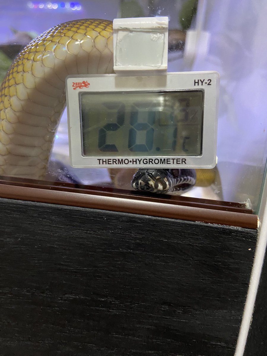 salt_Python_31's tweet image. お腹空いた時だけ限定😅
可愛いじゃねぇか🥹💗