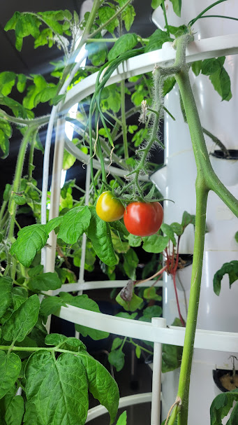 HumphriesSTEM's tweet photo. Look and see who has some color now! 🍅 #GrowInSTEM #STEM #HumphriesWay #Roadrunners https://t.co/N8DDdtt1gj