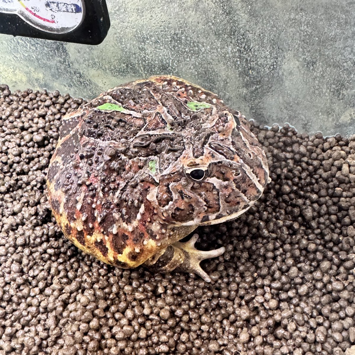 myo____on's tweet photo. さのぴい一時期はずっと拒食してて強制給餌だったし、自分で脱皮もしなかったから元気になってくれて嬉しいな☺️♥️ https://t.co/sUpjmAKe0o