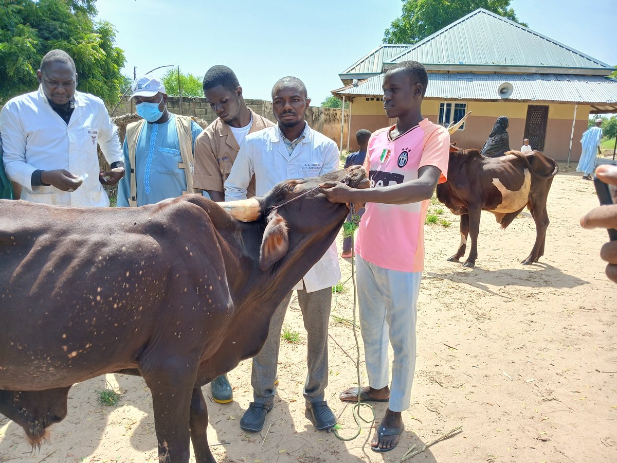 FAONigeria's tweet photo. @FAOlivestock team, in collaboration with the UNIMAID Veterinary Teaching Hospital, kicked off the week by offering free veterinary services in Maiduguri. The support benefits both participants &amp; non-participants of @FAO's livestock restocking initiative after the recent floods. https://t.co/ip5seM5cJt