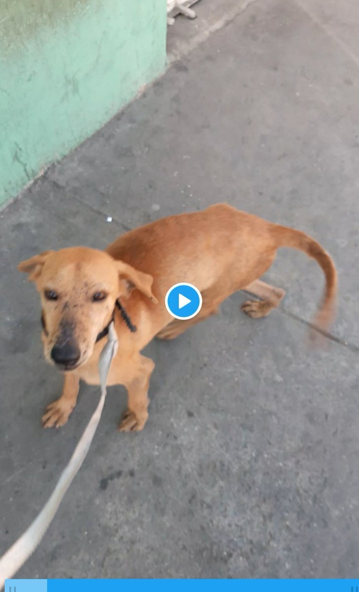 juangobas's tweet photo. Buenos días.. agradezco la colaboración para localizar a lázaro. Se perdió hace aproximadamente una semana por el sector marlboro, carretera vieja caracas la guaira. Edo la guaira. @PerroUsuario @PerritosVzla @Mily4015 @AyudaPerroGatos @tistjmay https://t.co/1s5vp8WgnP