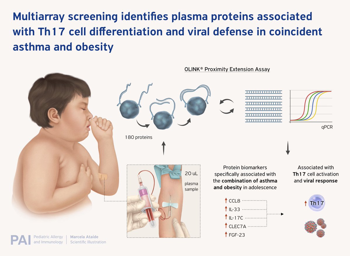 pai_eaaci's tweet image. Look at this #editorialcomment on “Multiarray screening identifies #plasmaproteins associated with #Th17 #celldifferentiation and #viraldefense in coincident #asthma and #obesity”.
Here 🔗 doi.org/10.1111/pai.14…

Article relates to 🔗 doi.org/10.1111/pai.14…
.
#pai_journal