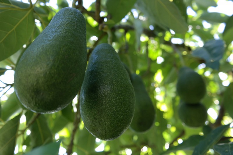 الجودة و الكمية موجودة...