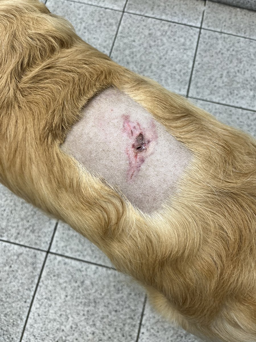 HalesowenWMP's tweet photo. Halesowen NHT have taken action against a dog owner following a dog on dog attack on the Halesowen North area. All dogs must be kept under control in a public place.  Injuries being caused to any animal in this manner will not be tolerated. #keepyourdogundercontrol https://t.co/u79W9b7y7F
