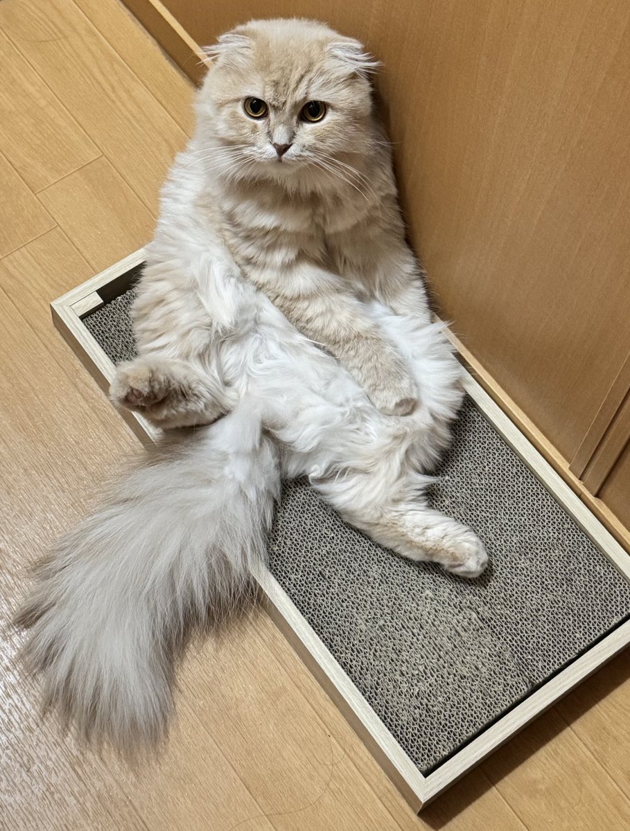 なにその座り方……。

#ペットのいる生活