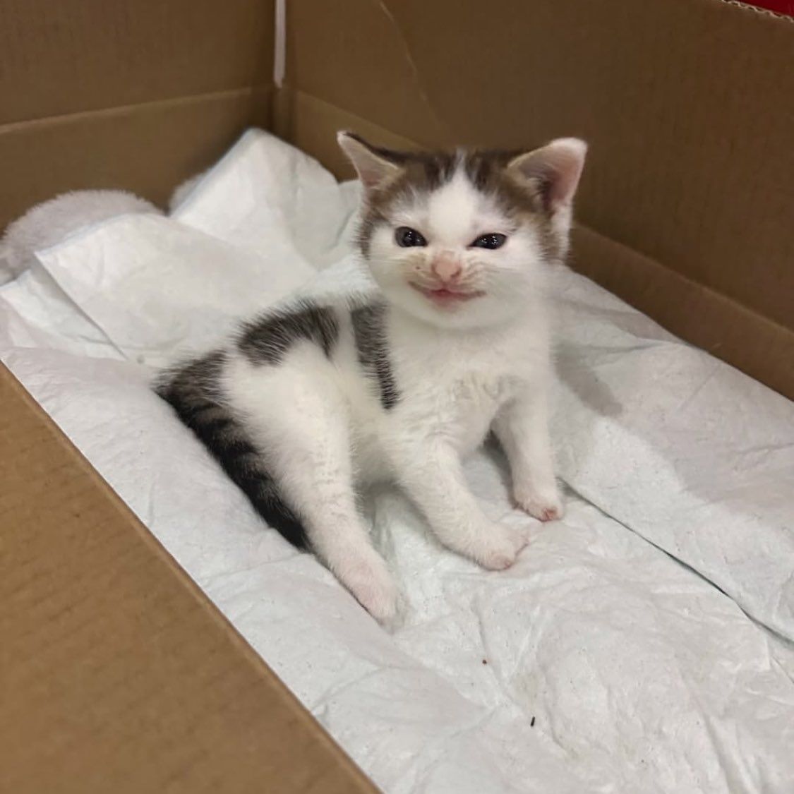 PostsOfCats's tweet photo. he grew https://t.co/Ch819yFYx9