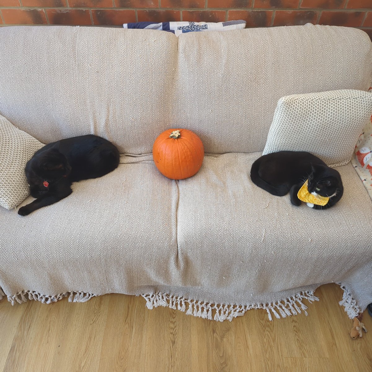 JΦel🐀 (@thejoelker) on Twitter photo 