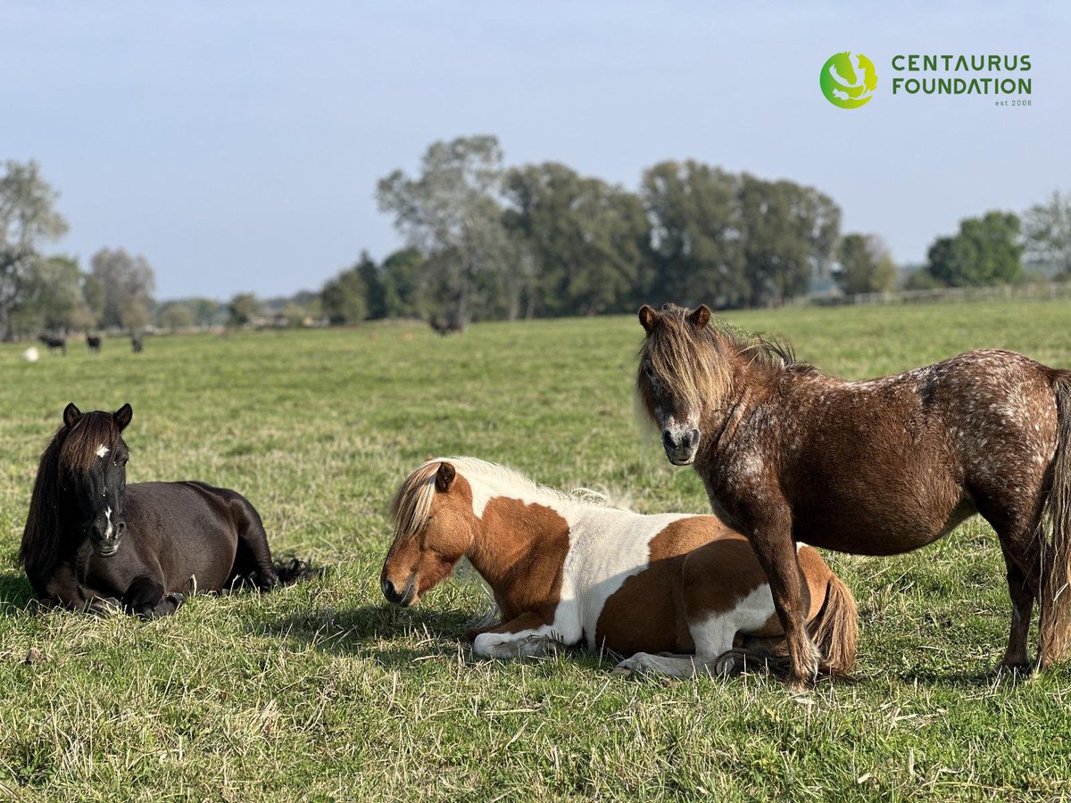 centaurus_found's tweet photo. On this beautiful sunny Monday we are happy to show our wonderful charges! We are happy that they are discovering the beauty of nature in our reserve. https://t.co/gqFJwlKnF0