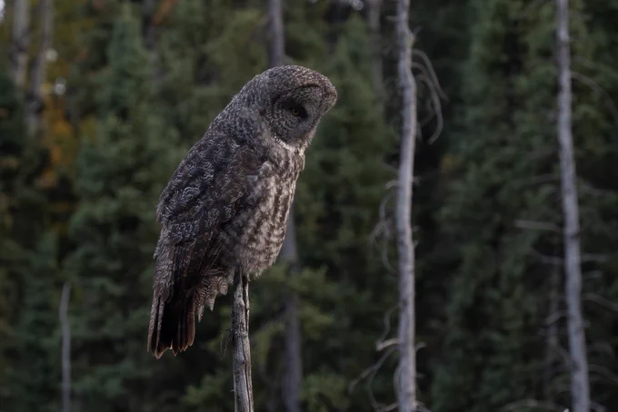 the same owl looking down