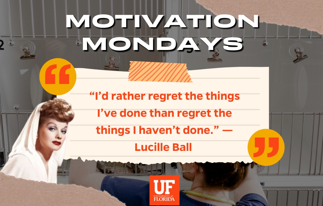 UFOAS's tweet photo. "I’d rather regret the things I’ve done than regret the things I haven’t done." —Lucille Ball 

✨ Take risks, try new things, and don’t let fear hold you back!~💪🐊 #MotivationMonday #LiveBoldly   #StudentLife #uf24 #uf25 #uf26 #uf27 #uf28 #promiseusuf #SSSinSuccess #uftriosss https://t.co/z6Oaner5Zn