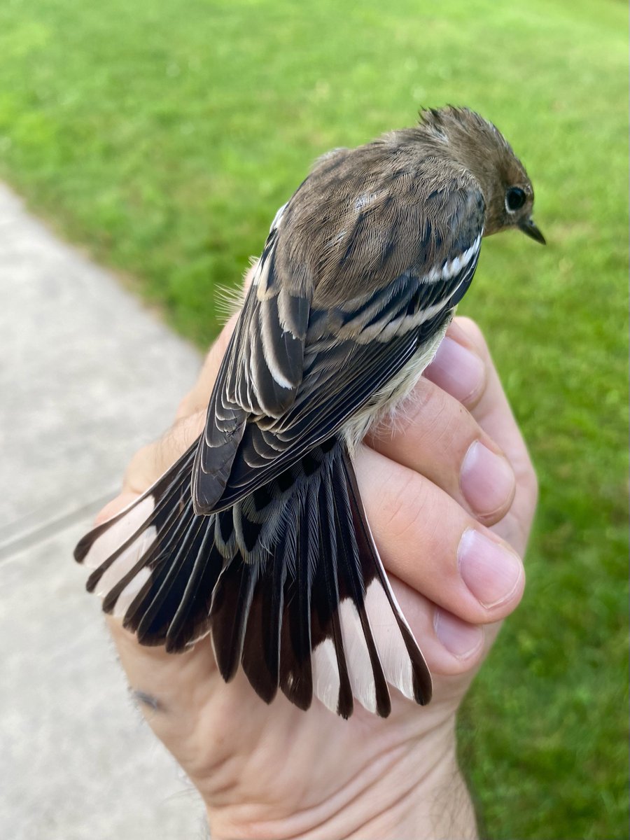 Dan Baldassarre (@evornithology) on Twitter photo When youāre sick of the whole ābutterbuttā nickname
(Yellow-rumped Warbler) When youāre sick of the whole ābutterbuttā nickname
(Yellow-rumped Warbler)