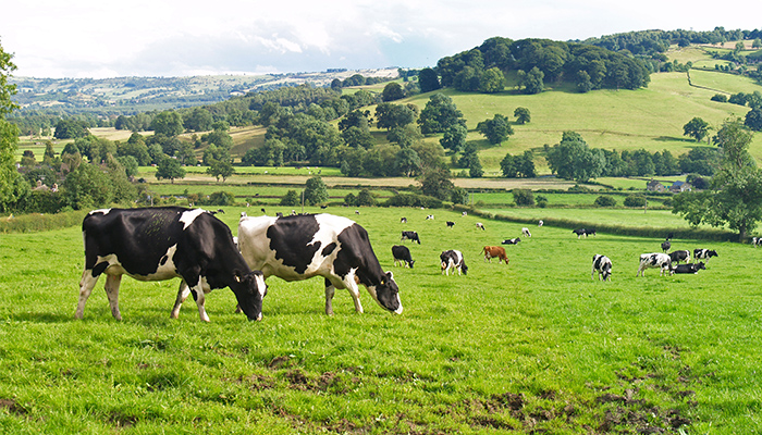 Higher milk output doesn’t always translate into additional profits if stocking rates aren’t matched by a farm’s grass-growing capacity, Stuart Childs, Nora O’Donovan, Adrian O’Callaghan and Donal Patton tells us more in this article from Today’s Farm here bit.ly/4euPuuL