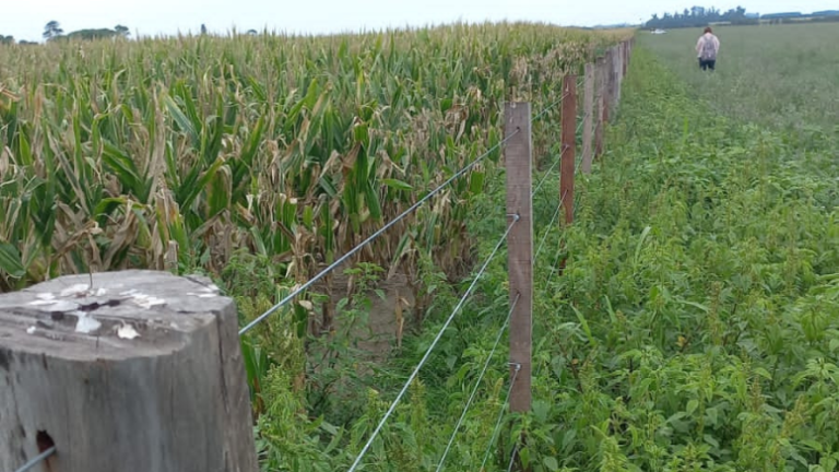 SLT_Divulgacion's tweet photo. 𝗡𝘂𝗲𝘃𝗼 𝗲𝗻 𝗦𝗟𝗧
LA PAMPA ONDULADA PERDIÓ MÁS DE 1200 KM DE ALAMBRADOS RURALES EN 20 AÑOS
🌿Son refugio de plantas y animales y aportan numerosos servicios ecosistémicos🦋
🧵1/2

⚙https://t.co/eSWcPJ7eDs

#UBA #FAUBA @AgronomiaUBA @UBAInvestiga  @pedrot77 @ifevaok https://t.co/fcsoTb9SwL