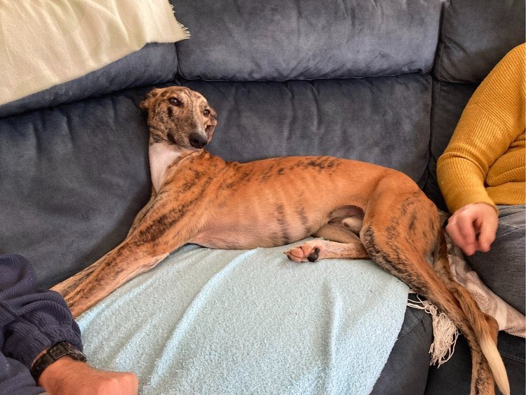 Trigger is a young, happy boy who was handed in as a stray. Born in January 2023, this friendly fellow has found his way to us. Trigger has settled into foster nicely and gets along well with his foster brother dog, Loki—though he seems a bit confused by Loki's antics! #k9hour