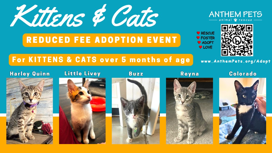 These beautiful, rescued kittens and many more need a second chance &amp; a loving home. Currently, adoption fees are reduced for kittens and cats 5+ months old. AnthemPets.org/Adopt