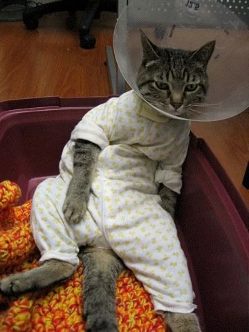pawjamasonsol's tweet photo. 🐾😾 "I asked for snacks and belly rubs... and THIS is what I get?!"

Pawjamas? Check. Cone of shame? Double check. Dignity? GONE.

F*ck me, why did they do this to me?! 😹

#Pawjamas #pawtober #memeficoin https://t.co/FuSpgowwTK