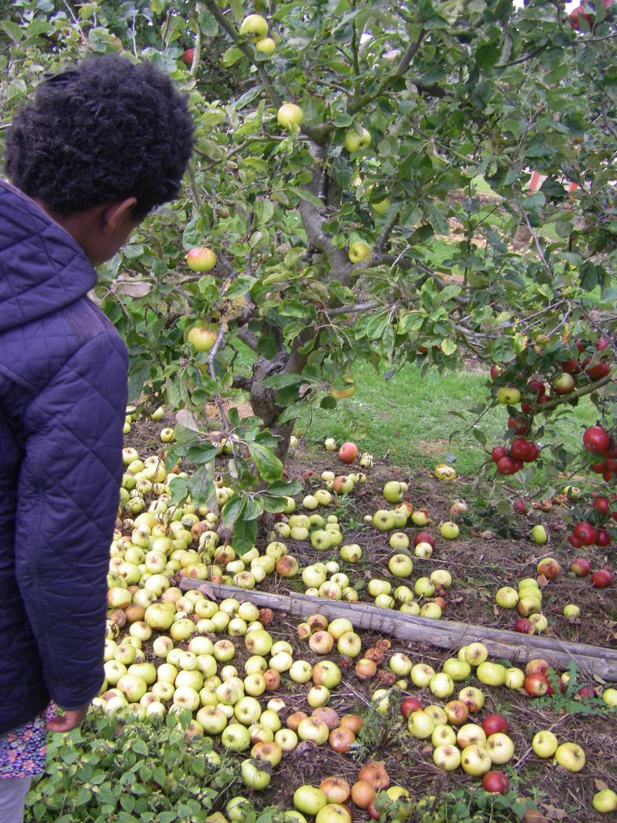 NormaSaunders's tweet image. #SmallBeautiesHour  #BecauseofClem #threadofgold #pressfeast