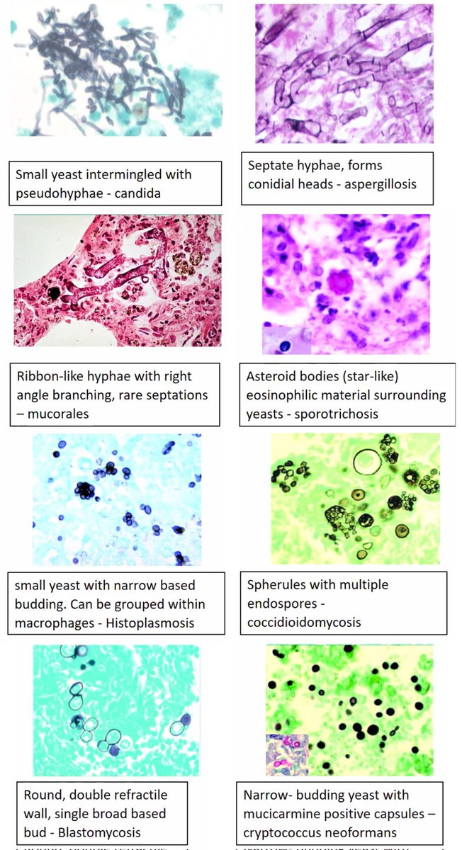 Felipe Templo Jr. ,MD, MBA 🕊 tweet media
