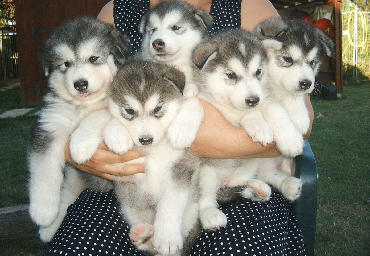 NotablePets tweet media