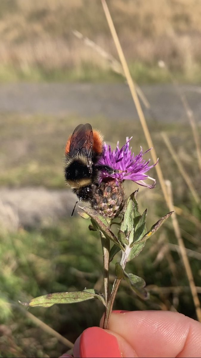 Charlotte Rankin tweet media