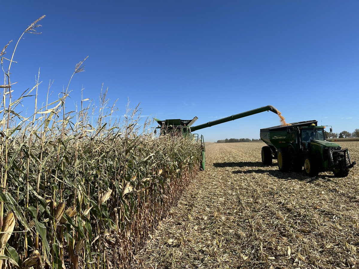 Starting corn harvest off with <a href="/thunder_seed/">Thunder Seed</a> TH6977 VT2P. One of our most reliable hybrids. Solid yield, 20% moisture and the 80kmh winds didn’t phase it. Talk to Rory or Dylan on where it would have the best fit on your farm for 2025!