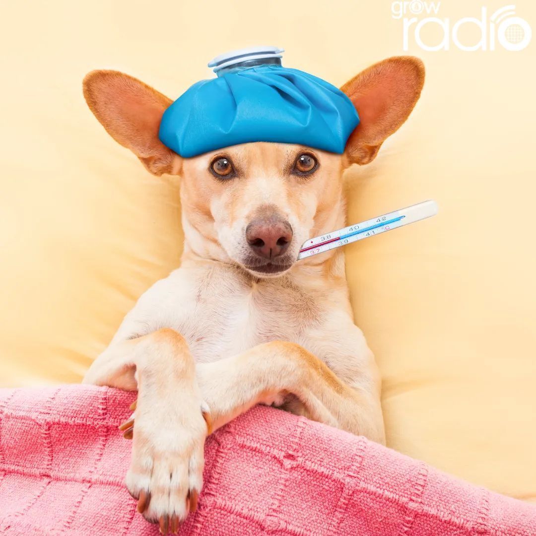 What would happen to your podcast if you got sick? 

Take a look at our latest blog for a few ways of making sure this doesn't stop your podcast being released!

#Podcast #Podcasting #GROWRadio