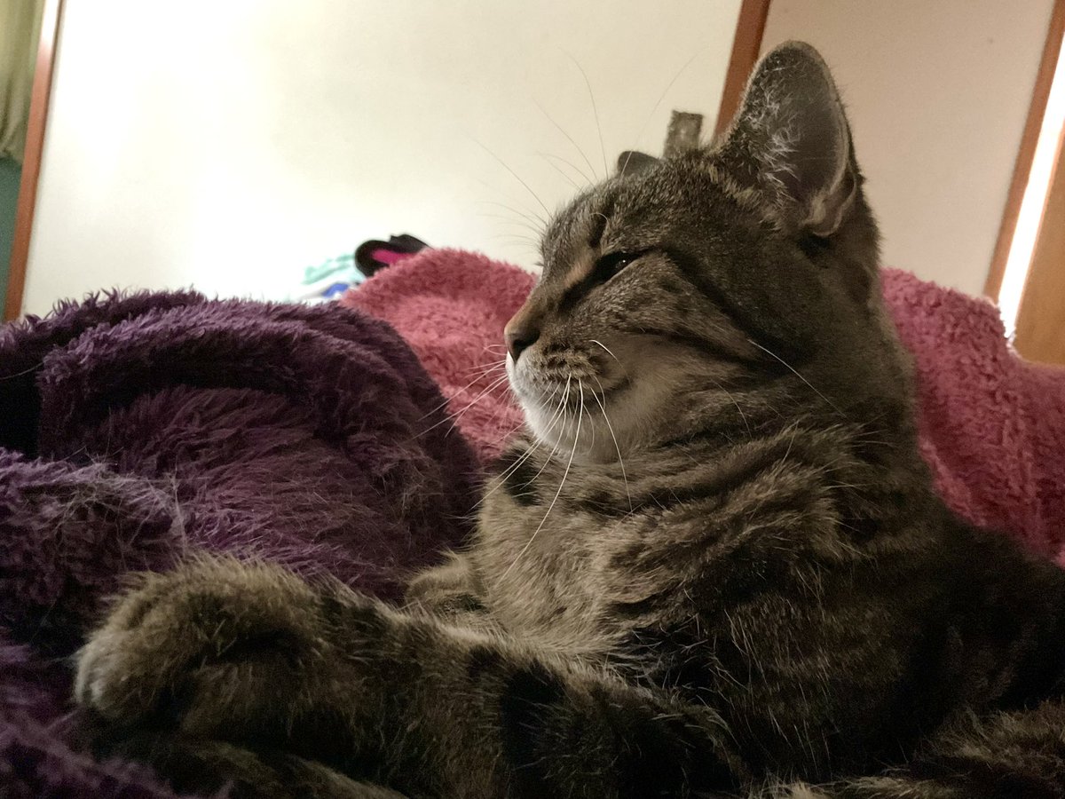 A vote for Revel is a vote for sassiness, holding you down to enforce naps, and that high trilling purr when scritches are appropriately applied!