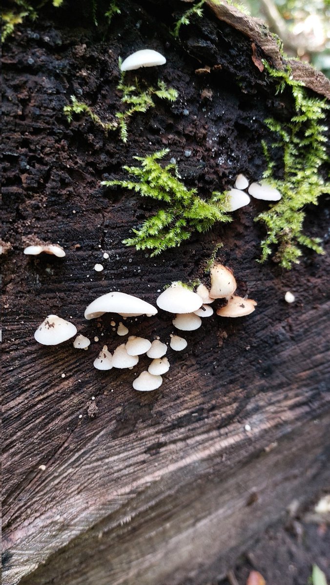 De leukste werkdagen zijn die in het bos op wandelafstand van ons schooltje 🧡🍁